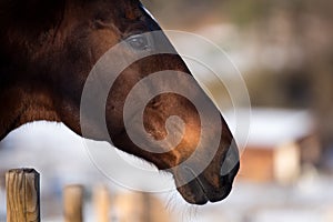 Beautiful horse in winter.