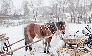 Beautiful horse in winter
