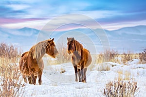 Beautiful horses against Altai mountains in winter, Russia. Wildlife colorful sunset landscape