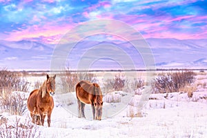 Beautiful horses against Altai mountains in winter, Russia. Wildlife colorful sunset landscape