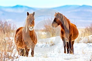 Beautiful horses against Altai mountains in winter, Russia. Wildlife landscape