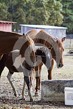 Beautiful Horses in the Barnyard