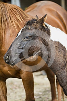 Beautiful Horses in the Barnyard