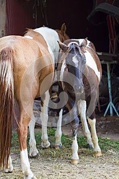 Beautiful Horses in the Barnyard