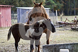 Beautiful Horses in the Barnyard