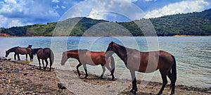 beautiful horses in calima lake colombia, cali, buenaventura photo