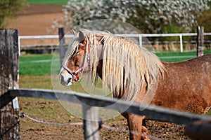 Beautiful horses in a corral on a farm in spring time. Breed - Hafling