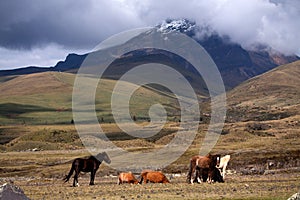 Beautiful horses in Cotopaxi volcano, one of the photo