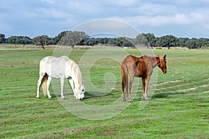 Beautiful horses in the countyside