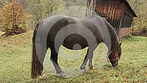 beautiful horses in the field.Brown with white spots horse eating green grass in pasture.