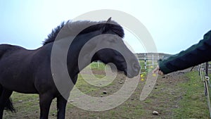 Beautiful horses in the field. High quality 4k footage