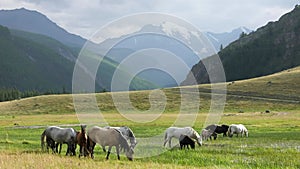 Beautiful horses graze in the meadow. In the background the mountains are still covered with snow.