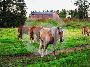 Beautiful horses graze in the paddock in the evening