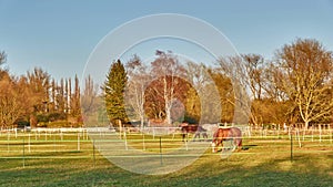 A beautiful horses grazing in a green meadow in Germany. Timelapse