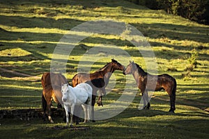 Schön Pferde auf der Grün. rumänien 