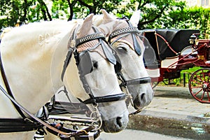 beautiful horses in harness stand on a street in Vienna, Austria