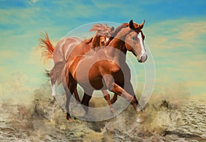 Beautiful horses kicking up dust while running through sand