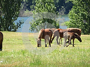 Beautiful horses mares foals eating green grass photo