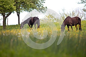 Beautiful Horses on meadow full of flowers