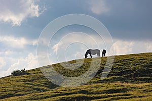 Beautiful horses in mountain landscape in the foreground, Dolomites, Italy. Sunny day. Travel concept.Tre Cime di