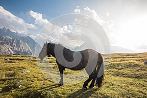 Beautiful horses in mountain landscape in the foreground, Dolomites, Italy. Sunny day. Travel concept.Tre Cime di