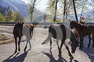 Beautiful horses on a mountain road