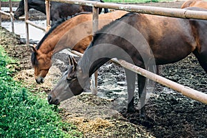 Beautiful horses in pen on farm eat hay, cute domestic animal in livestock in rural countryside