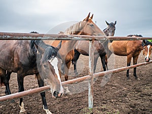 Beautiful horses in pen on farm eat hay, cute domestic animal in livestock in rural countryside