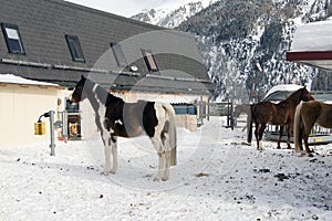 Beautiful horses playing in the barn in the snowy alps switzerland in winter