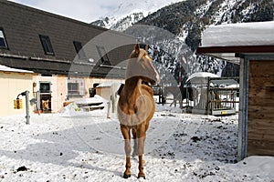 Beautiful horses playing in the barn in the snowy alps switzerland in winter