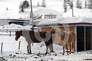 Beautiful horses playing in the barn in the snowy alps switzerland in winter