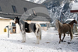 Beautiful horses playing in the barn in the snowy alps switzerland in winter