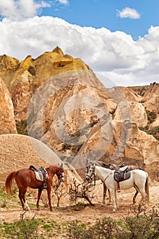 Beautiful horses in Rose valley near Goreme, Turkey