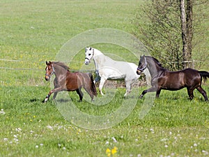 Beautiful Horses run free in paddock
