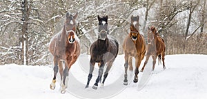 Beautiful horses run in the snow on a winter morning