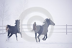 Beautiful horses running outdoor in winter