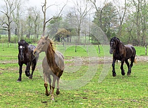 Beautiful Horses Running In The Rain
