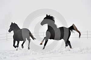 Beautiful horses running in winter