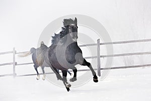 Beautiful horses running in winter