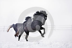 Beautiful horses running in winter