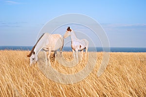 Beautiful horses at seashore