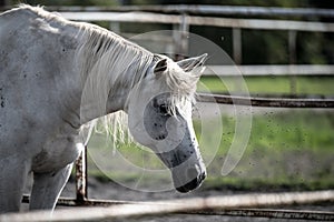 beautiful horses in a stud farm