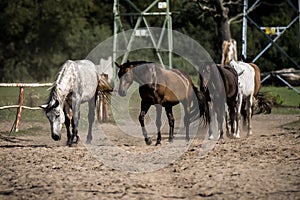 beautiful horses in a stud farm