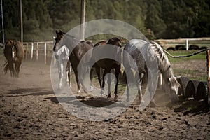 beautiful horses in a stud farm