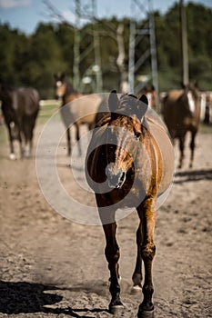 beautiful horses in a stud farm