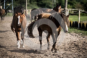 beautiful horses in a stud farm