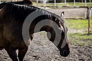 beautiful horses in a stud farm