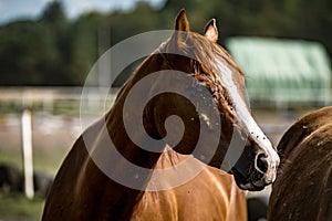 beautiful horses in a stud farm