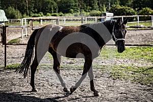 beautiful horses in a stud farm