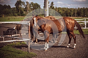 beautiful horses in a stud farm